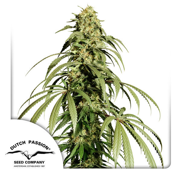 Ice Cream Haze (Dutch Passion) Feminiserede