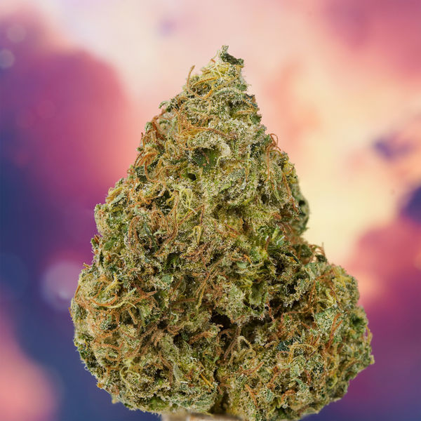 Ice Cream Haze (Dutch Passion) Feminiserede