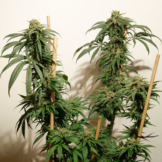 Ice Cream Haze (Dutch Passion) Feminiserede