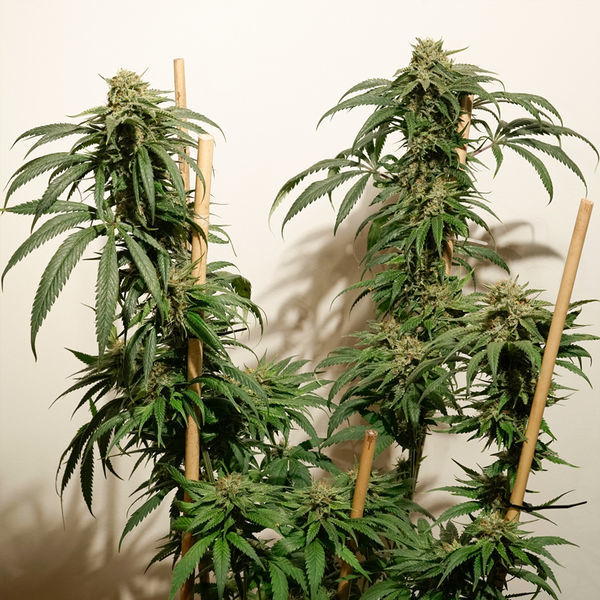 Ice Cream Haze (Dutch Passion) Feminiserede