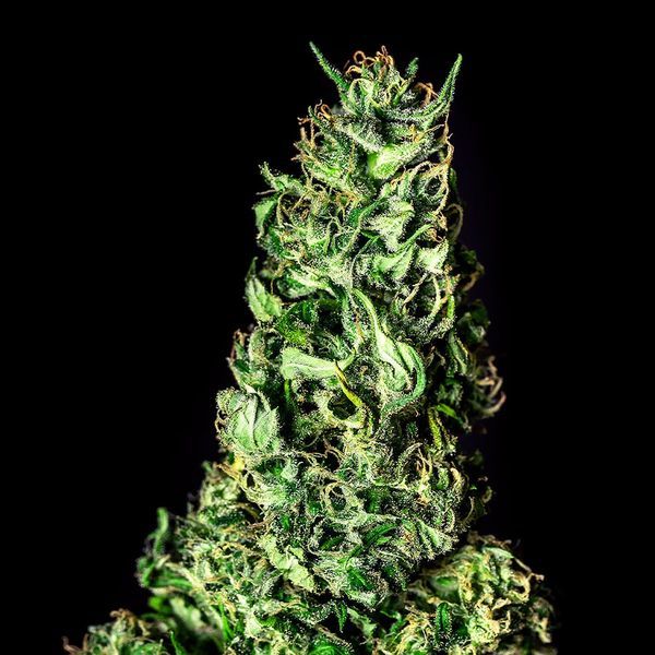 Moby Dick (Kannabia) Feminiserede