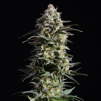 Pure Skunk Go Fast (Kannabia) feminiserede cannabisfr&oslash;