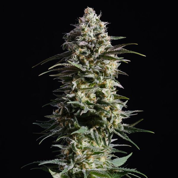 Pure Skunk Go Fast (Kannabia) Feminiserede