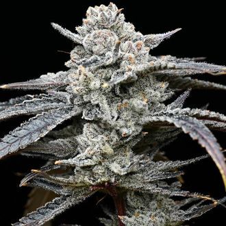 Lemon Cherry Gelato (Barney's Farm x Backpackboyz) Feminiserede