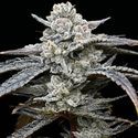 Lemon Cherry Gelato (Barney's Farm x Backpackboyz) Feminiserede