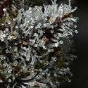 Lemon Cherry Gelato (Barney's Farm x Backpackboyz) Feminiserede