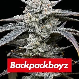 Lemon Cherry Gelato (Barney's Farm x Backpackboyz) Feminiserede