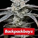 Lemon Cherry Gelato (Barney's Farm x Backpackboyz) Feminiserede