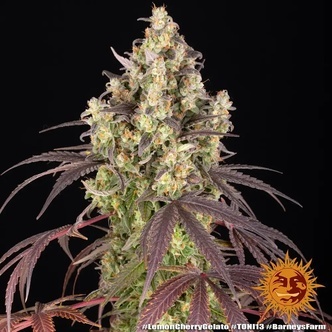 Lemon Cherry Gelato (Barney's Farm) feminiserede cannabisfr&oslash;