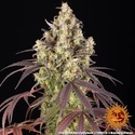 Lemon Cherry Gelato (Barney's Farm x Backpackboyz) Feminiserede
