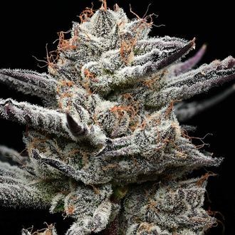 Black Cherry Gushers (Barney's Farm x Backpackboyz) Feminiserede