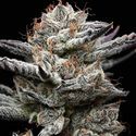 Black Cherry Gushers (Barney's Farm x Backpackboyz) Feminiserede