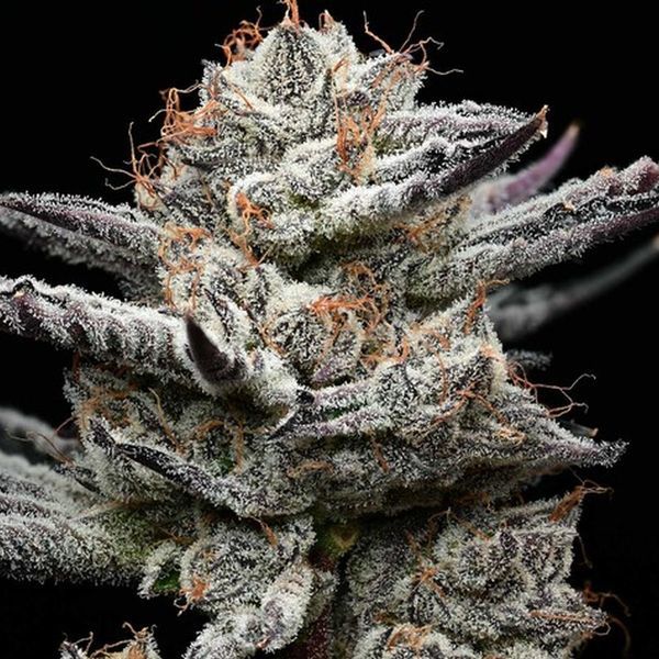 Black Cherry Gushers (Barney's Farm x Backpackboyz) Feminiserede