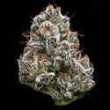 Black Cherry Gushers (Barney's Farm x Backpackboyz) Feminiserede