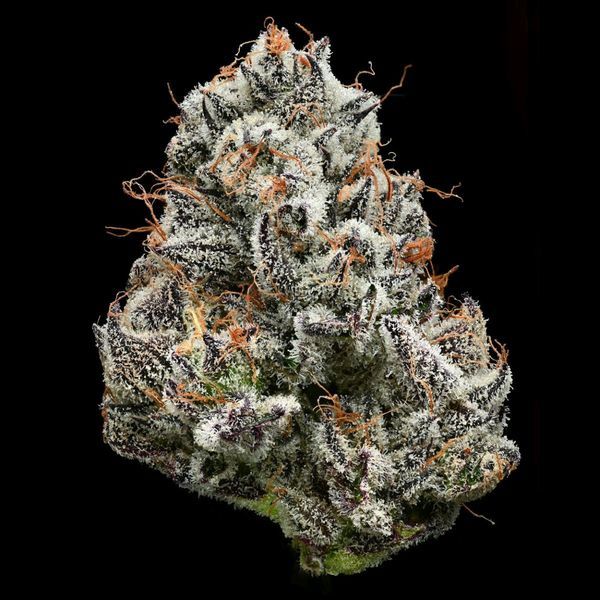 Black Cherry Gushers (Barney's Farm x Backpackboyz) Feminiserede
