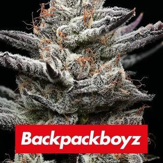 Black Cherry Gushers (Barney's Farm) feminiserede cannabisfr&oslash;