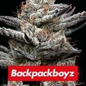 Black Cherry Gushers (Barney's Farm x Backpackboyz) Feminiserede