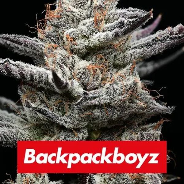 Black Cherry Gushers (Barney's Farm x Backpackboyz) Feminiserede