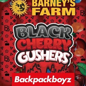 Black Cherry Gushers (Barney's Farm x Backpackboyz) Feminiserede