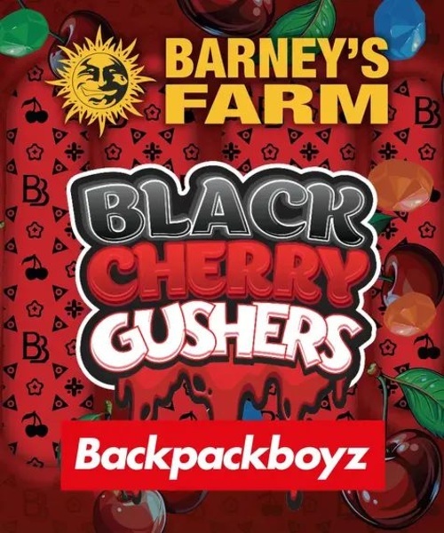 Black Cherry Gushers (Barney's Farm x Backpackboyz) Feminiserede