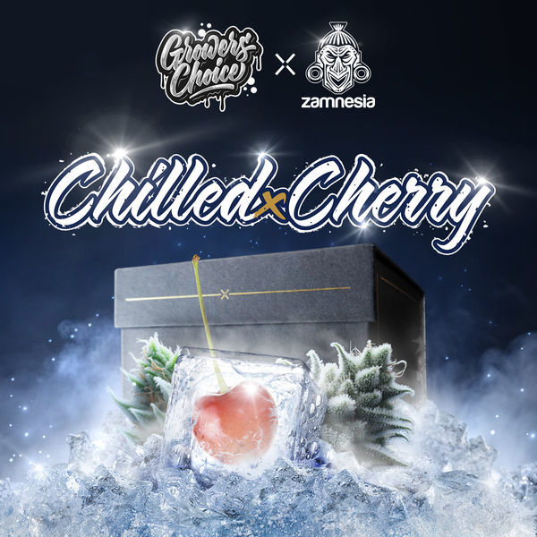 Chilled Cherry (Growers Choice x Zamnesia Seeds) Feminiserede