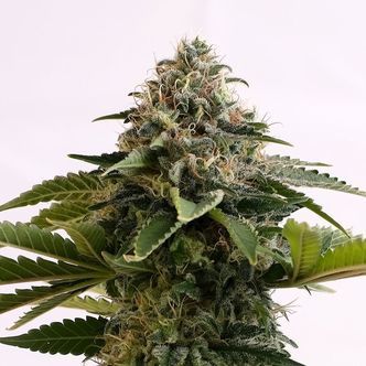 Amnesia Dream XL Auto (Kannabia) feminiserede cannabisfr&oslash;