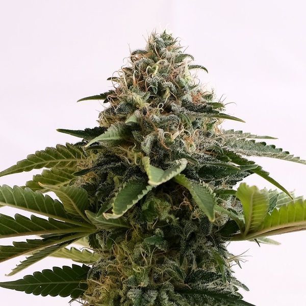 Amnesia Dream XL Auto (Kannabia) Feminiserede