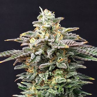 Cherry Dream (Kannabia) Feminiserede