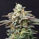 Cherry Dream (Kannabia) Feminiserede