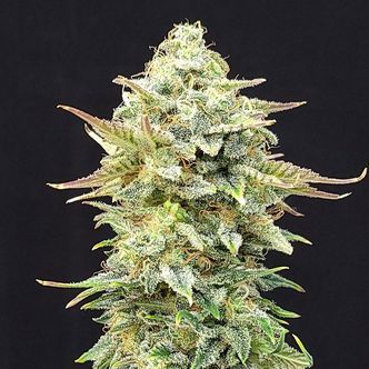 Pineapple Dream (Kannabia) feminiserede cannabisfr&oslash;