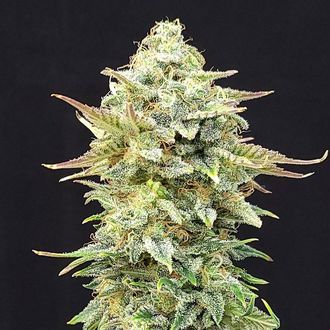 Pineapple Dream (Kannabia) Feminiserede