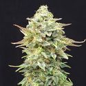 Pineapple Dream (Kannabia) Feminiserede