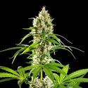 Sunset Sherbet (Kannabia) Feminiserede