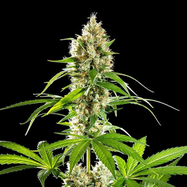 Sunset Sherbet (Kannabia) Feminiserede