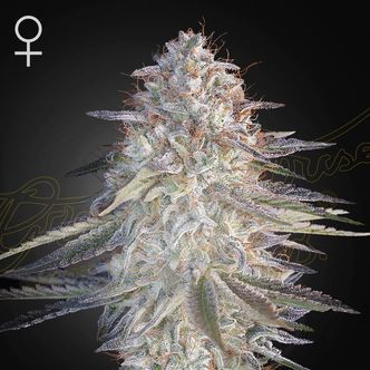 Super Lemon Haze x Pink Candy (Greenhouse Seeds) feminiserede