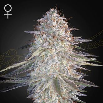 Super Lemon Haze x Pink Candy (Greenhouse Seeds) Feminiserede
