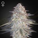 Super Lemon Haze x Pink Candy (Greenhouse Seeds) Feminiserede