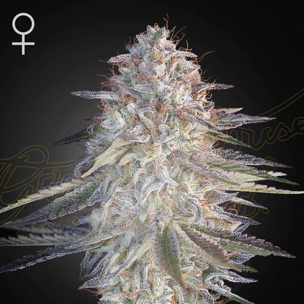 Super Lemon Haze x Pink Candy (Greenhouse Seeds) Feminiserede