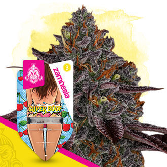Super Boof (Zamnesia Seeds) Feminiserede