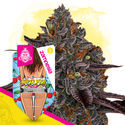Super Boof (Zamnesia Seeds) Feminiserede