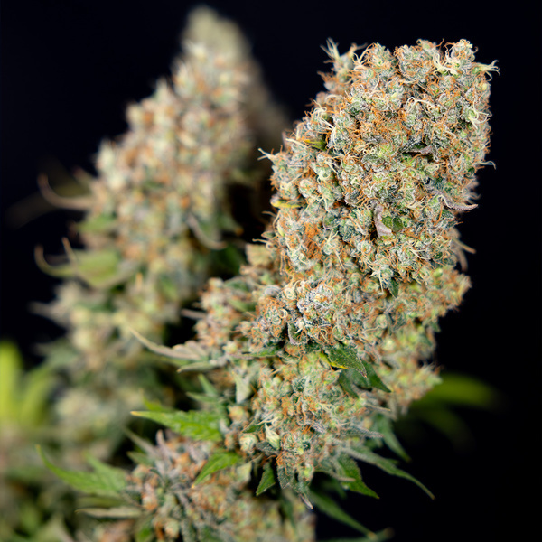 Super Boof (Zamnesia Seeds) Feminiserede