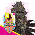 Super Boof Autoflower (Zamnesia Seeds) Feminiserede