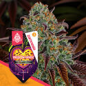 Passion Fruitz (Zamnesia Seeds) Feminiserede