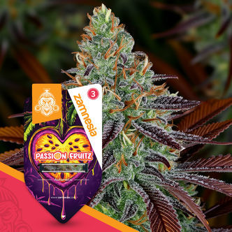Passion Fruitz Automatic (Zamnesia Seeds) feminiserede