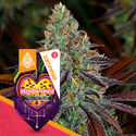 Passion Fruitz Autoflower (Zamnesia Seeds) Feminiserede