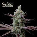 Sagrada Amnesia (Seedstockers) Feminiserede