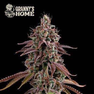 Granny&rsquo;s Home (Seedstockers) Feminiserede