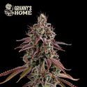 Granny’s Home (Seedstockers) Feminiserede