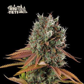 Big Yeti (Seedstockers) Feminiserede cannabisfr&oslash;