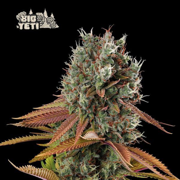 Big Yeti (Seedstockers) Feminiserede